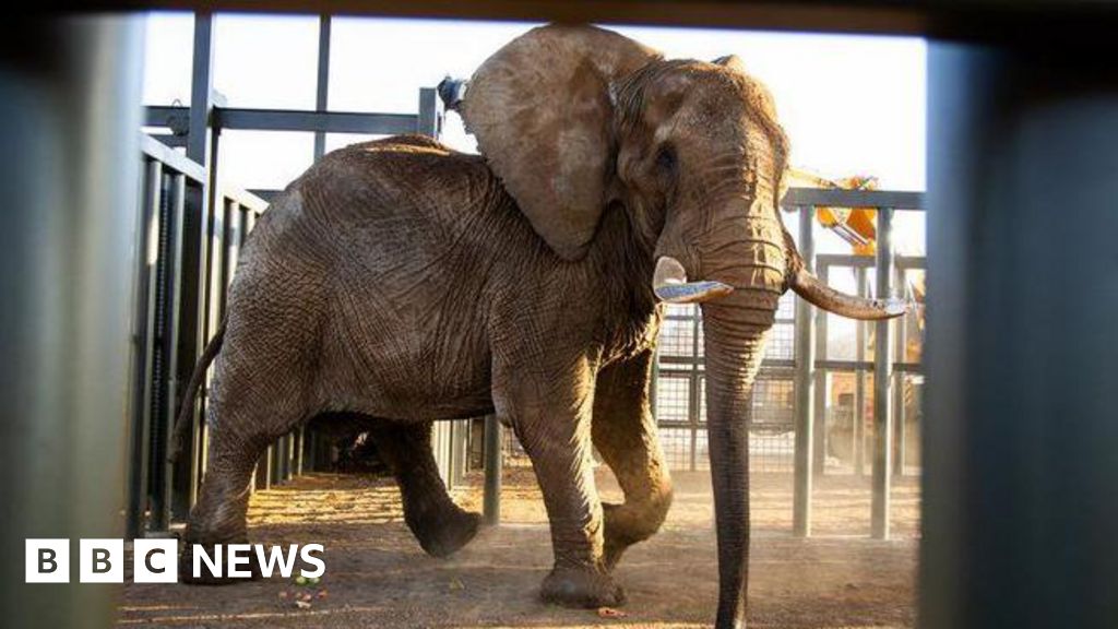 South Africa’s last zoo elephant Charlie freed after 40 years