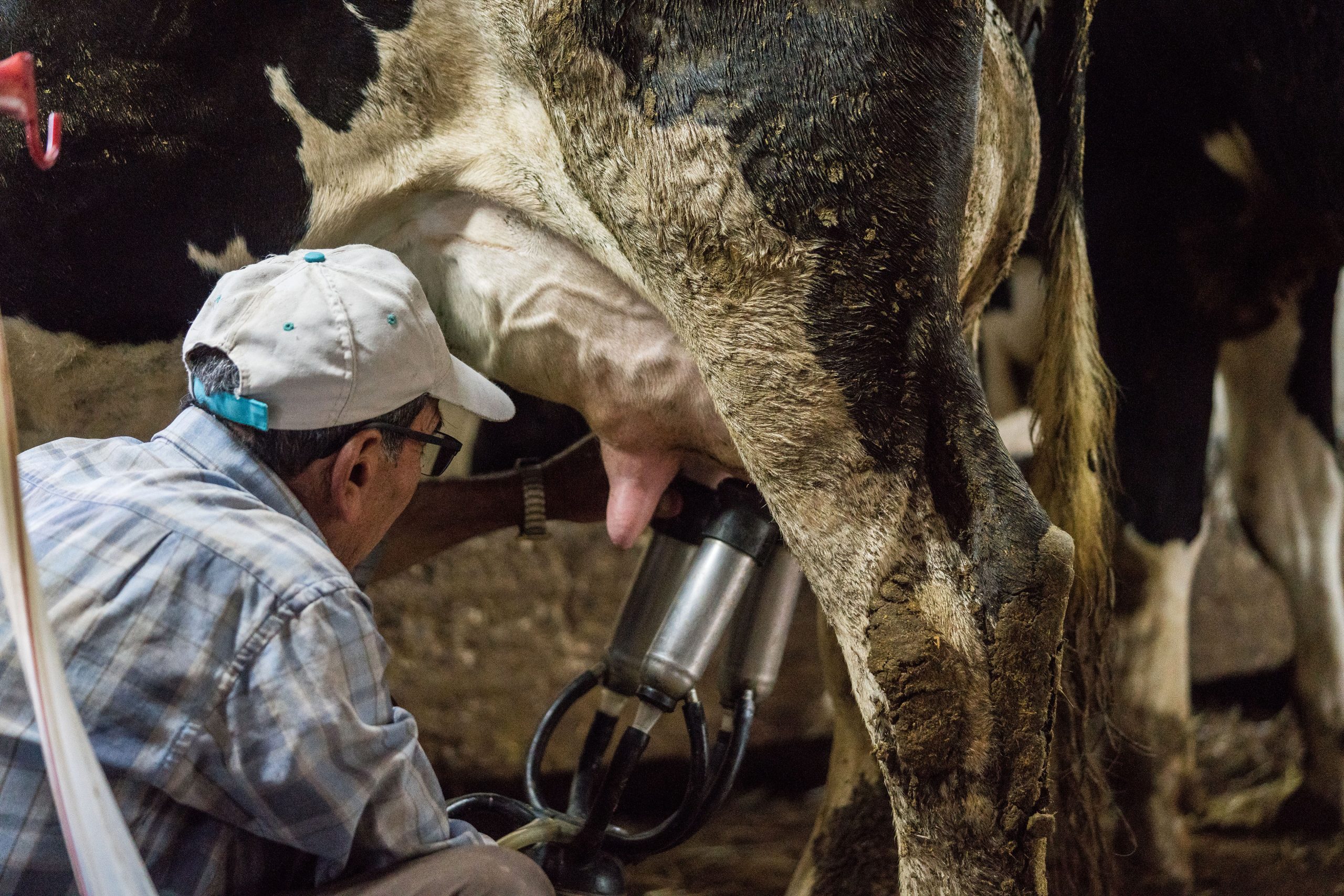 With Only Gloves To Protect Them, Farmworkers Say They Tend Sick Cows Amid Bird Flu